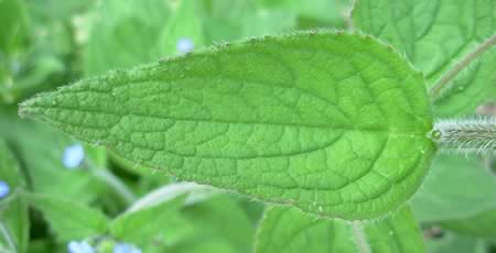 Borage leaf closeup