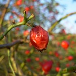 Wild fruit: Rose hips and Hawthorn berries