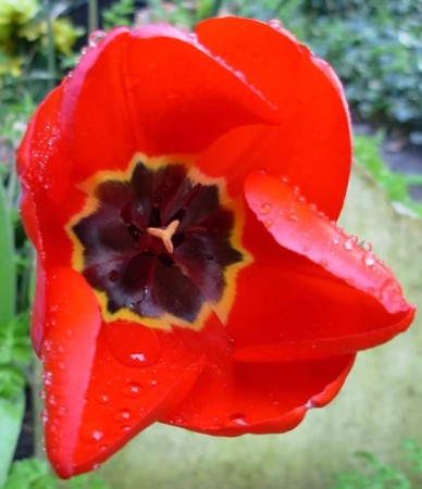 Tulip flower closeup
