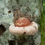 Interesting mushroom at Taninges